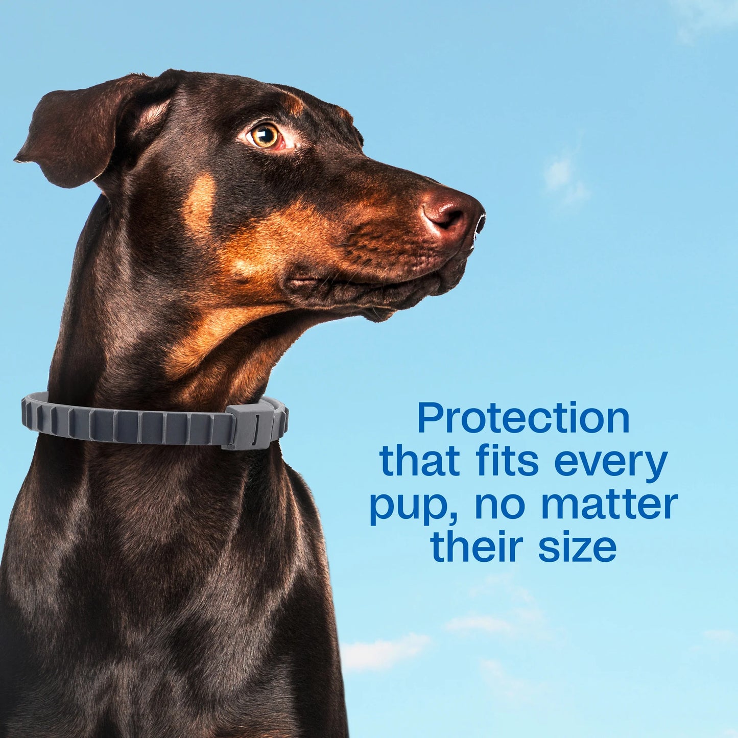 Flea & Tick Collar Plus for Dogs & Puppies - 12 Months Protection, Kills Fleas & Ticks, Repels Mosquitoes, One Size Fits All, 2 Count