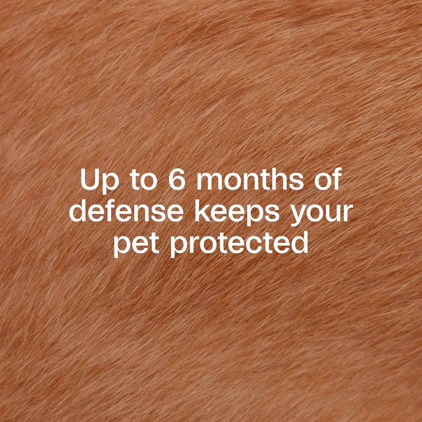 Flea & Tick Collar Plus for Dogs & Puppies - 12 Months Protection, Kills Fleas & Ticks, Repels Mosquitoes, One Size Fits All, 2 Count