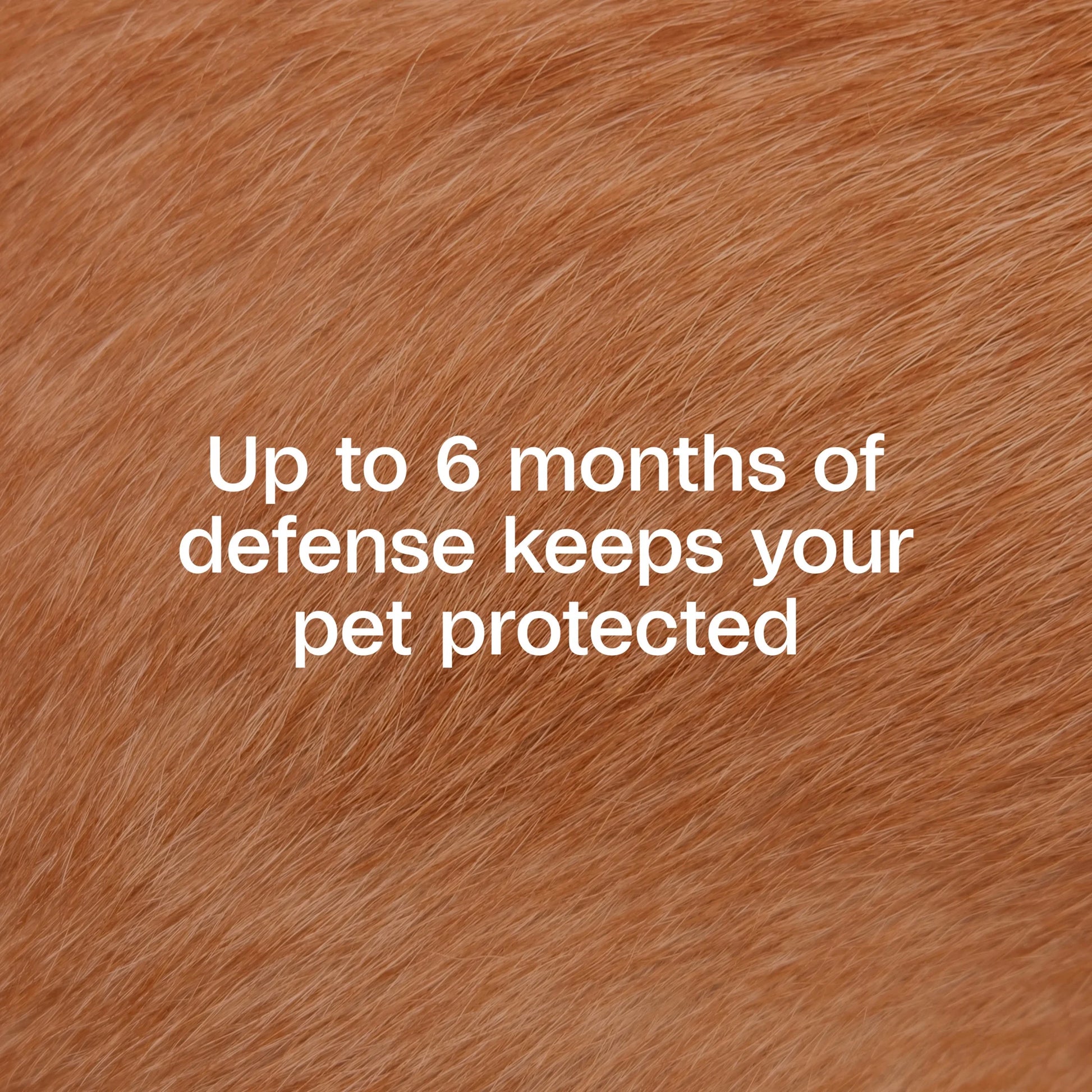 Flea & Tick Collar Plus for Dogs & Puppies - 12 Months Protection, Kills Fleas & Ticks, Repels Mosquitoes, One Size Fits All, 2 Count